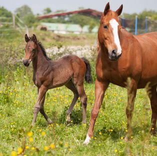 Kenza de Cartigny et Duende Elmy